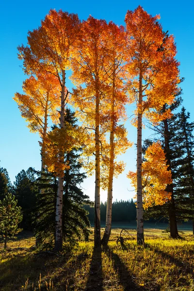 Bäume und Straße im Herbst — Stockfoto