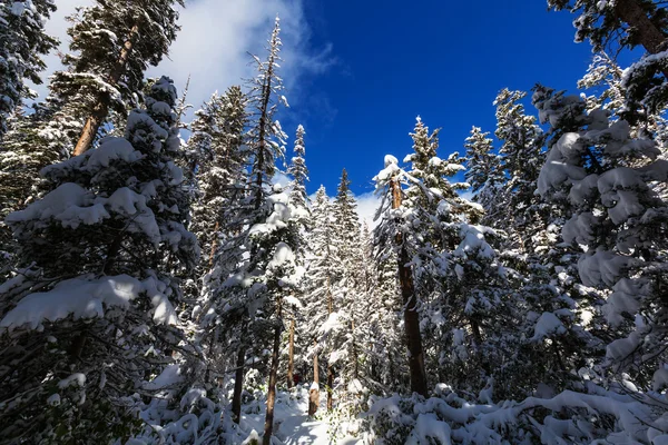 美しい冬の森 — ストック写真