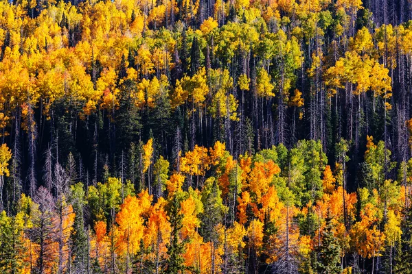 Красочные леса осенью — стоковое фото