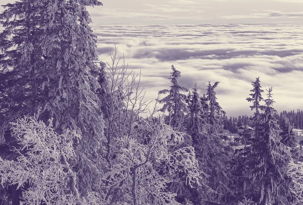 美丽风景的冬季森林 — 图库照片