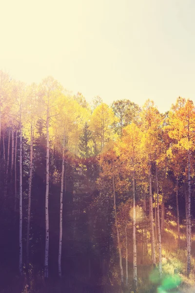 Autumn scene with trees — Stock Photo, Image