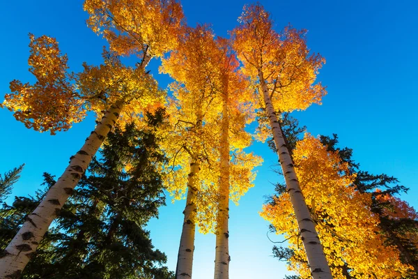 Cena de outono com árvores — Fotografia de Stock