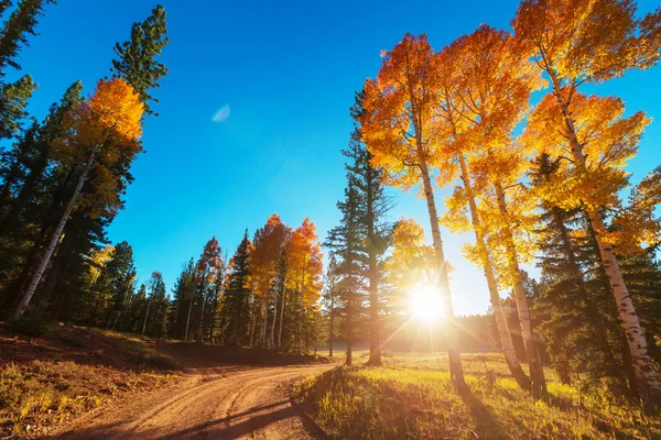 Yellow forest in autumn — Stock Photo, Image