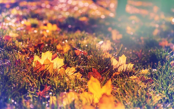 Colorful leaves in autumn — Stock Photo, Image