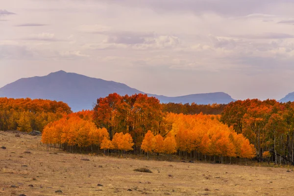 Colorful forest in autumn — Stock Photo, Image