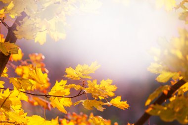 Sonbaharda renkli yapraklar