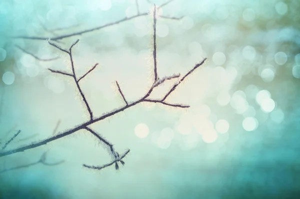 冷冻的树分支 — 图库照片
