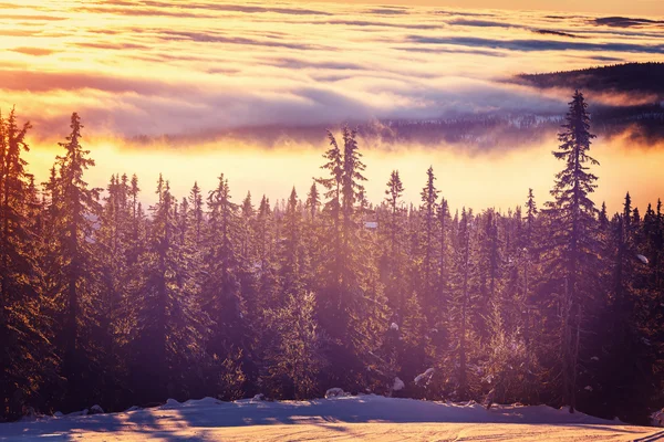 Bellissimo paesaggio di foresta invernale — Foto Stock