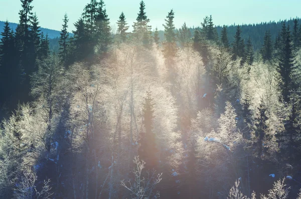 Bela floresta de inverno — Fotografia de Stock