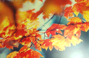 sonbahar sezonunda bırakır