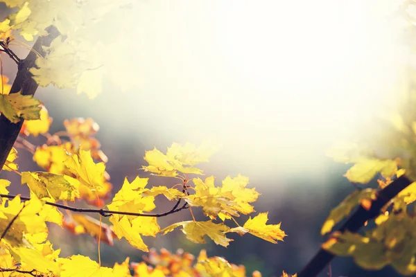 Hojas en temporada de otoño — Foto de Stock