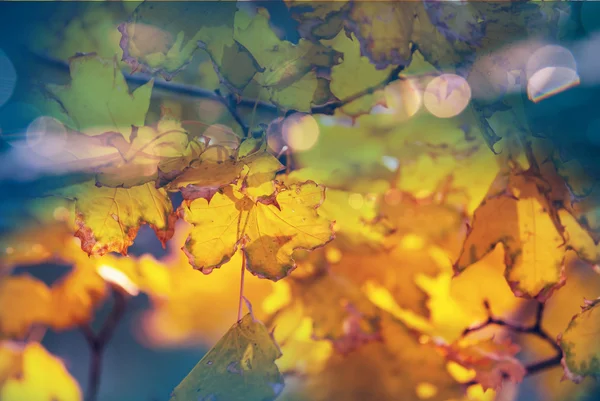 Sonbaharda renkli yapraklar — Stok fotoğraf