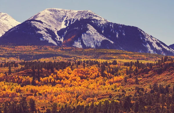 Höstens färgglada skog — Stockfoto