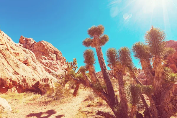 Joshua tree in woestijn — Stockfoto