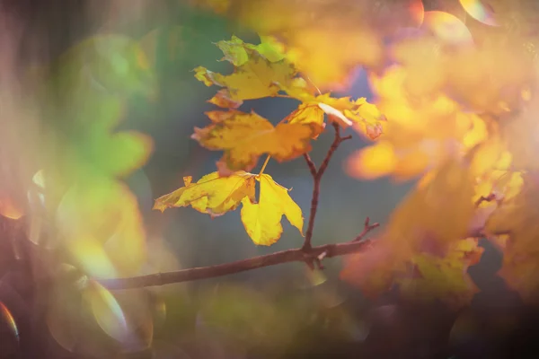 Leaves in autumn season — Stock Photo, Image