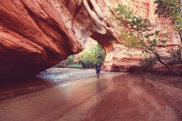 Wandelen in Coyote gulch — Stockfoto