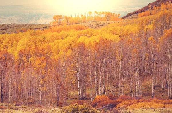 Жовтий ліс восени — стокове фото