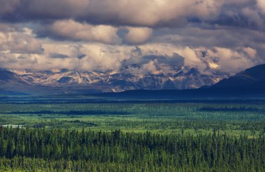 Dağları ve ağaçları Washington