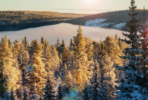 Árvores na floresta de inverno — Fotografia de Stock