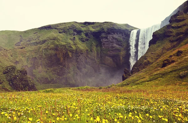 Waterfall in iceland with floral field — Stock Photo, Image