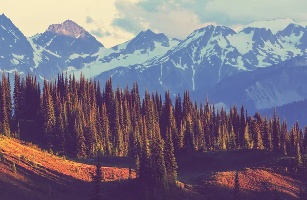 Dağlar ve ahşap Washington — Stok fotoğraf