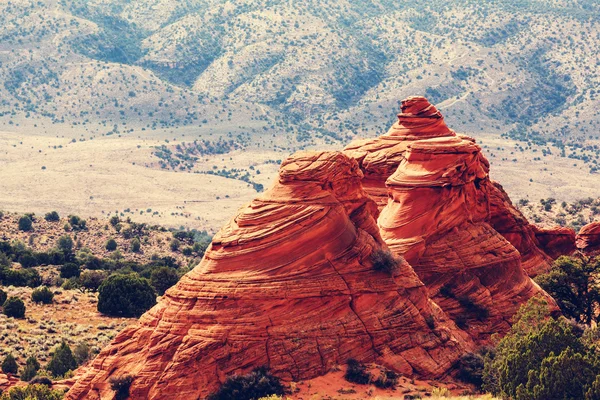 Bottini di coyote delle scogliere di Vermillion — Foto Stock