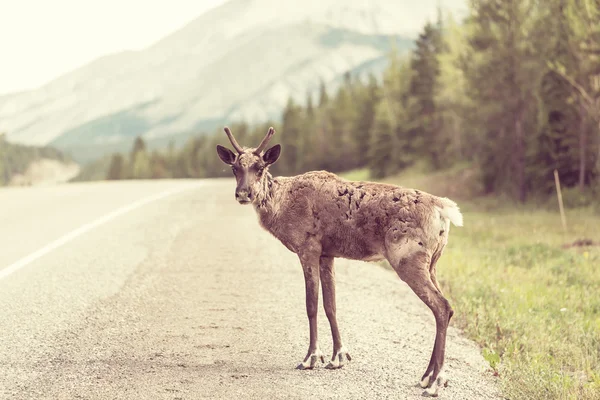 Renas na Noruega na estrada — Fotografia de Stock