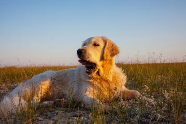 Adorável cão Retriever — Fotografia de Stock
