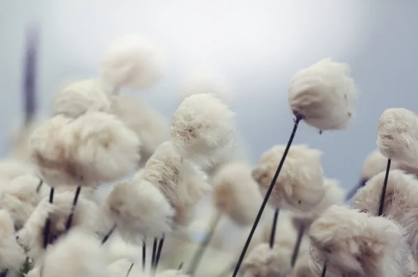 Flores de algodão ártico — Fotografia de Stock