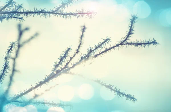 Bevroren bomen in de winter — Stockfoto