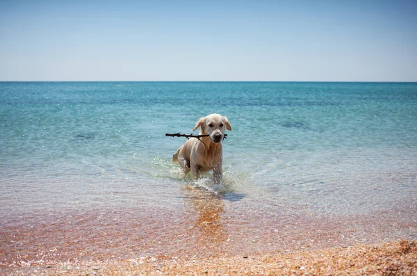 Retriever Dog in water — Stock Photo, Image