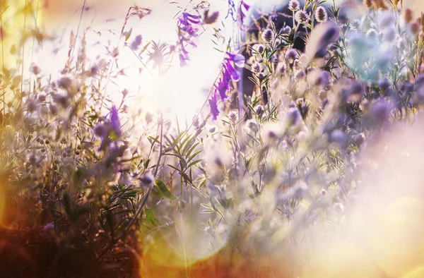 Fleurs d'été sur prairie — Photo