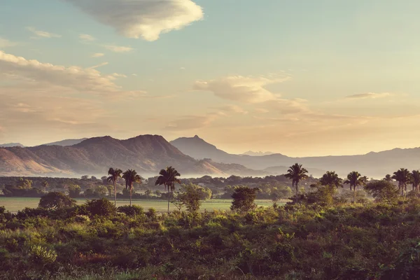 Selva Tropical en México — Foto de Stock