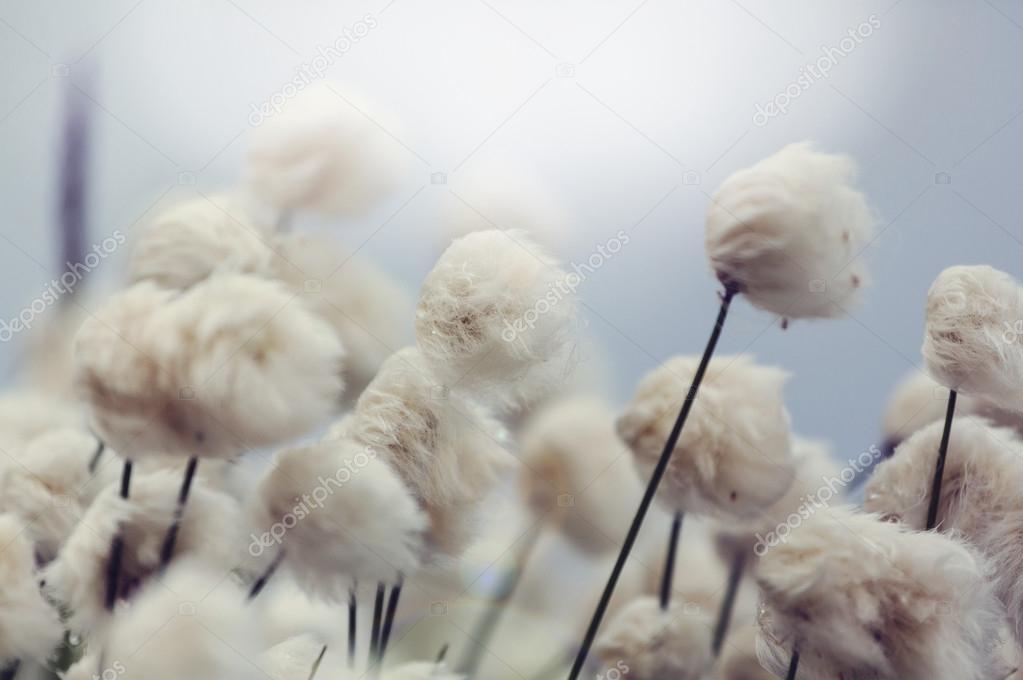 Arctic cotton flowers