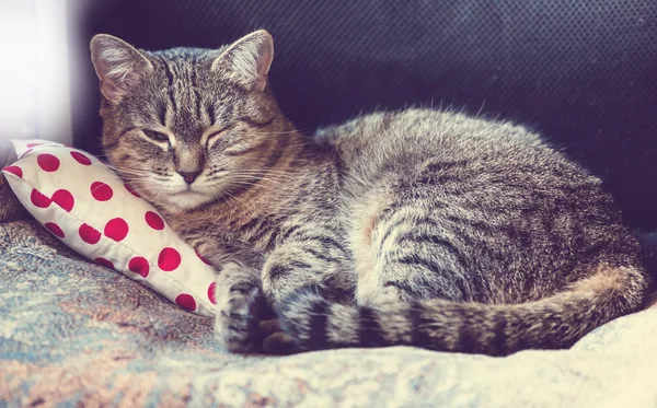 枕の上のネコ — ストック写真