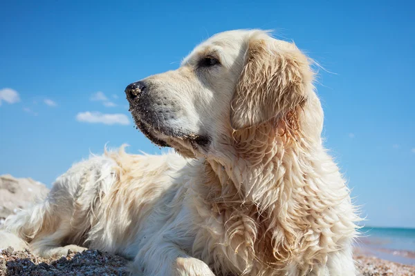 Dog Retriever na praia — Fotografia de Stock