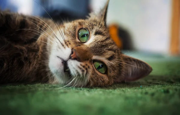 Kat met groene ogen — Stockfoto