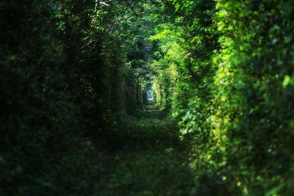Zelené stromy tunel — Stock fotografie