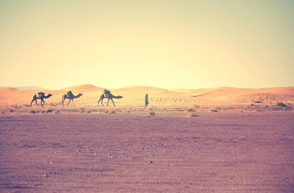 Caravan in Sahara desert — Stock Photo, Image