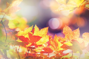 Sonbaharda renkli yapraklar