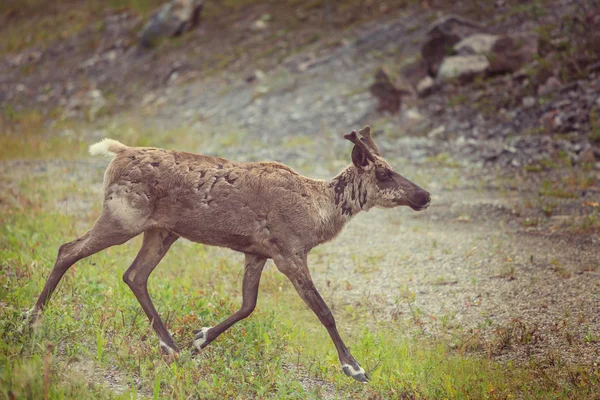 Kör ren på en äng — Stockfoto