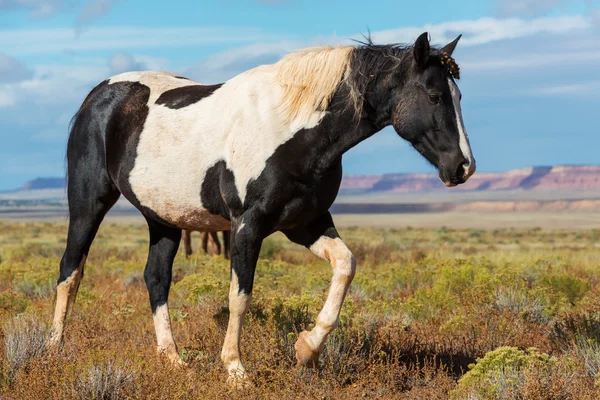 Cheval sur prairie en montagne — Photo