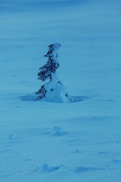 Kışın donmuş ağaç — Stok fotoğraf