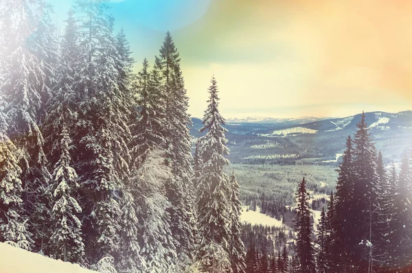 Forêt d'hiver au soleil — Photo