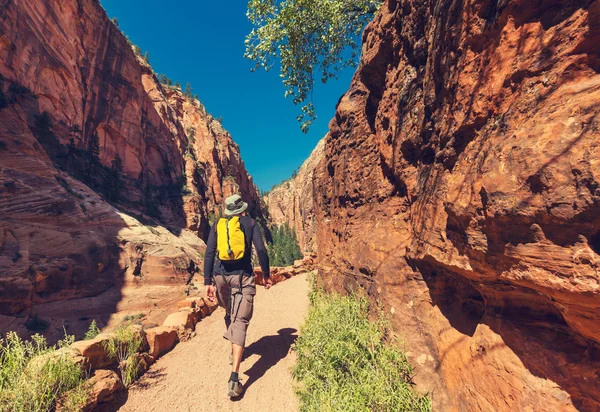 Hiking man in Zion national park — Stock Photo, Image