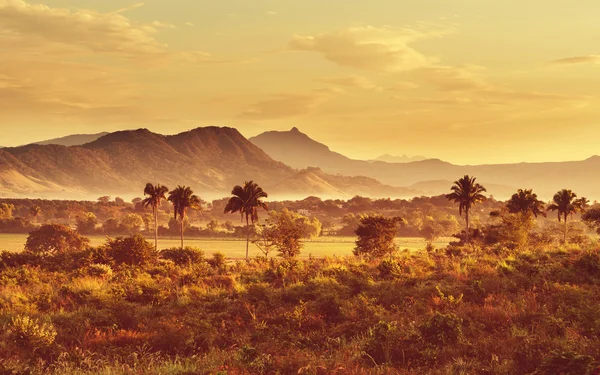 Selva Tropical en México — Foto de Stock