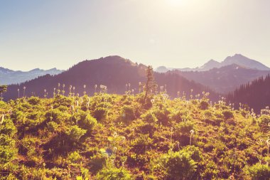 Serenity dağ çayır