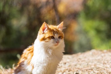 Kıbrıs'ta çok güzel kedi