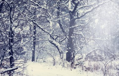 Güzel Kış Ormanı