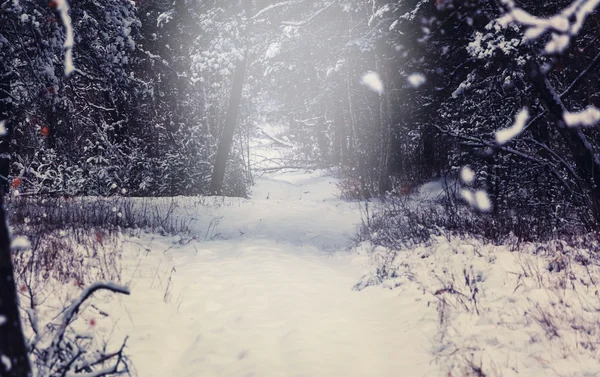 Hutan musim dingin yang indah — Stok Foto